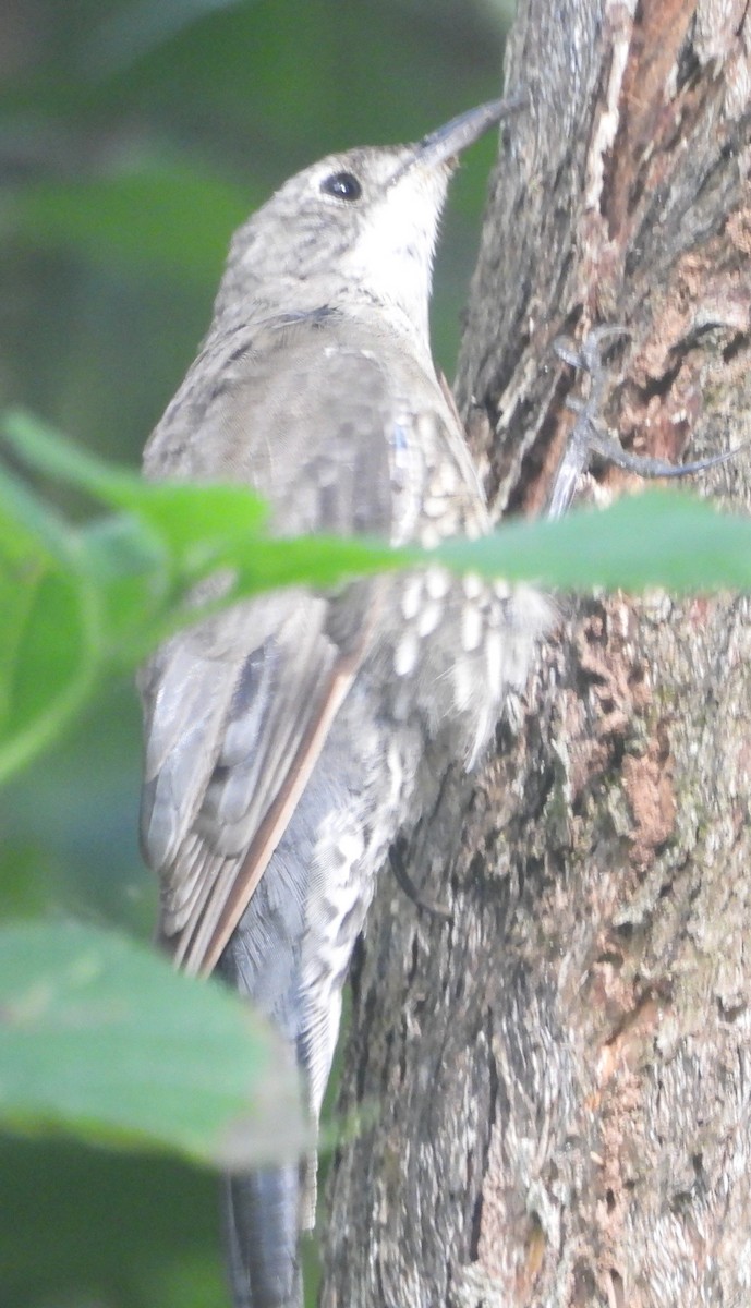 White-throated Treecreeper - ML615739271