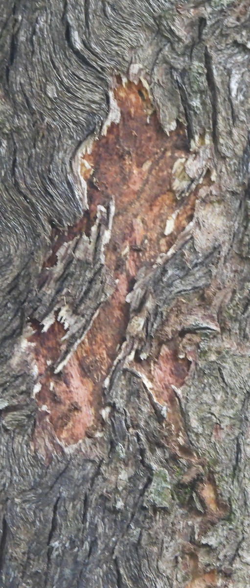 White-throated Treecreeper - ML615739272