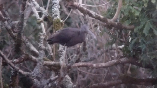 Glossy Ibis - ML615739287