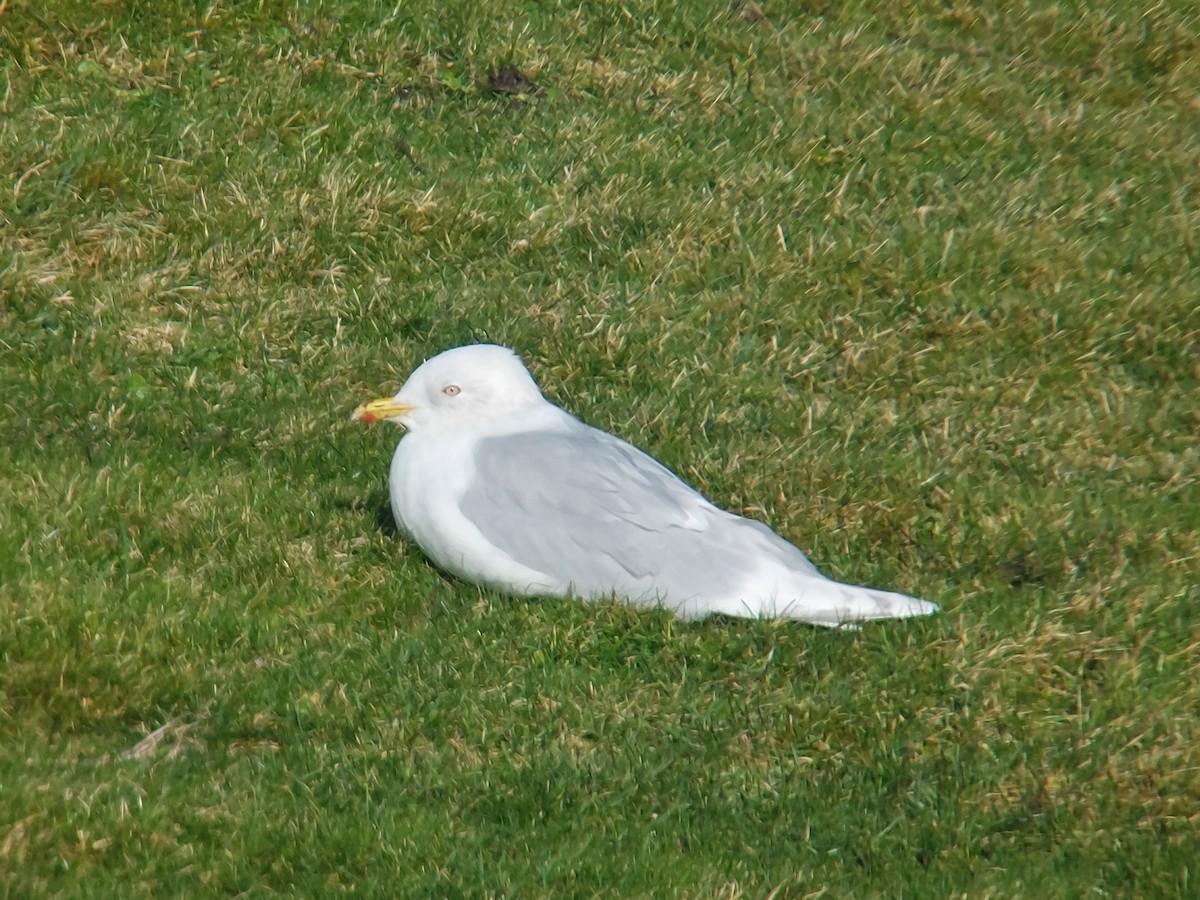 Iceland Gull (kumlieni) - Dermot Breen