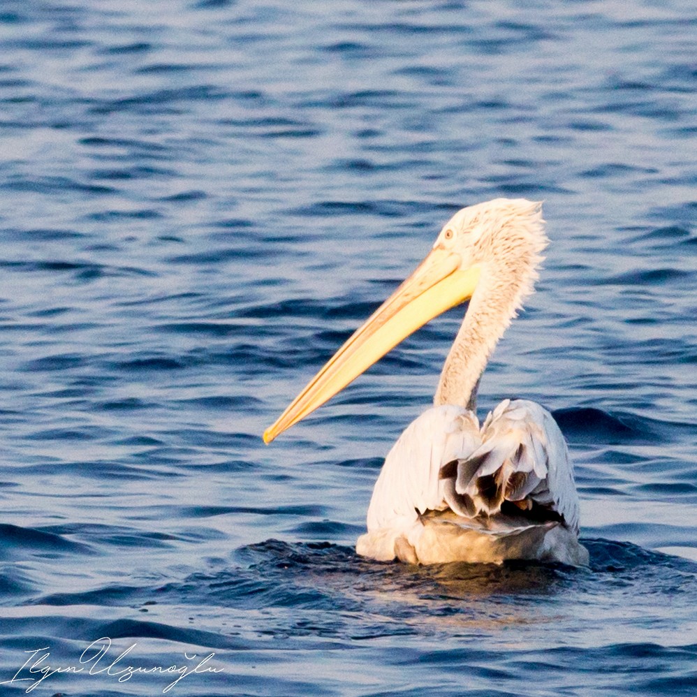 Dalmatian Pelican - ML615739414