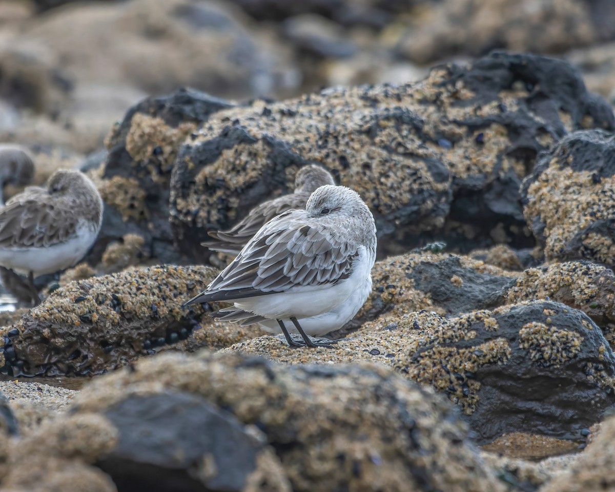 Sanderling - ML615739419