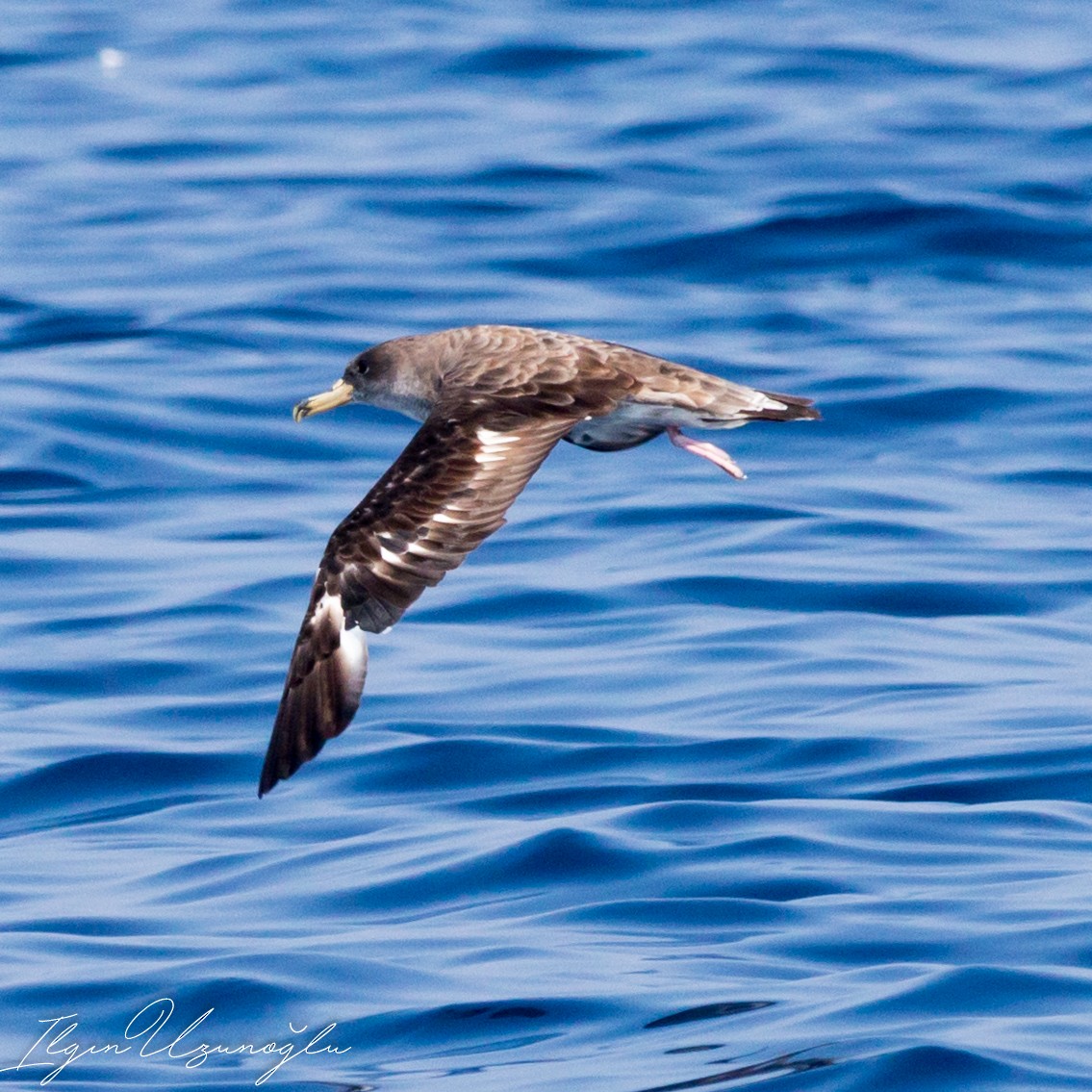 Cory's Shearwater - ML615739424