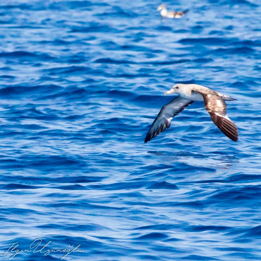 Cory's Shearwater - ML615739425