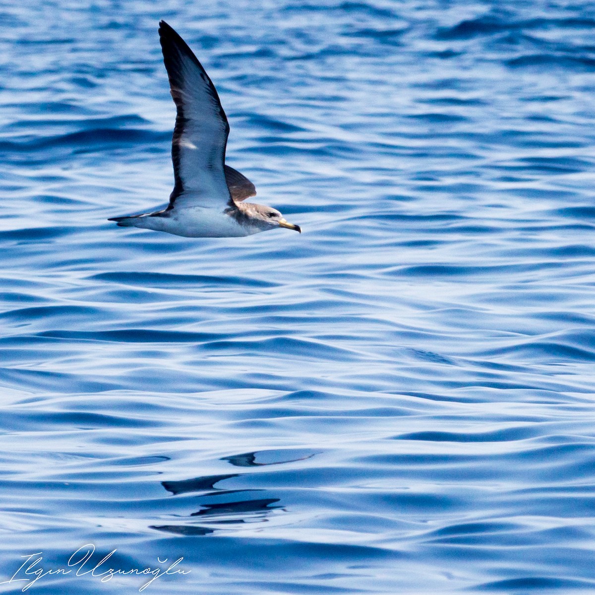 Cory's Shearwater - ML615739426