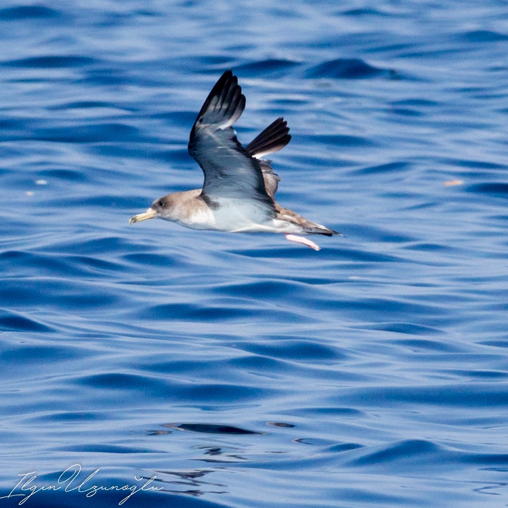 Cory's Shearwater - ML615739427