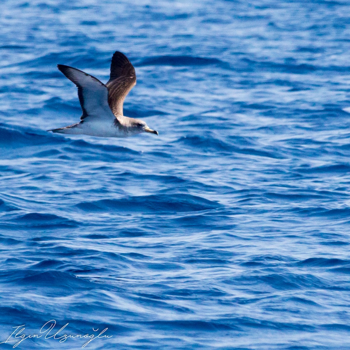 Cory's Shearwater - ML615739428