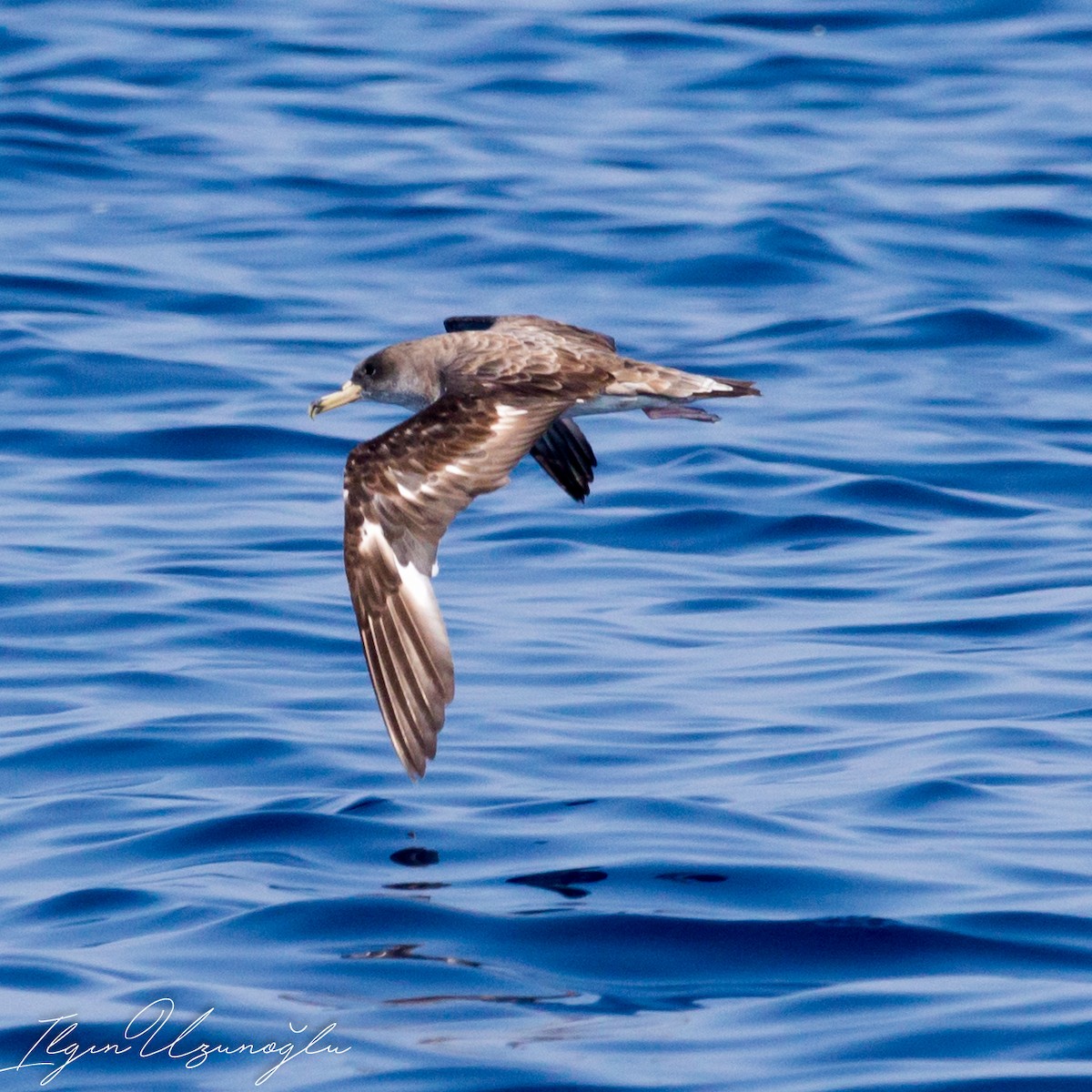 Cory's Shearwater - ML615739429