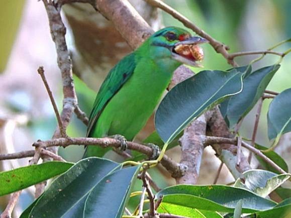 Moustached Barbet - ML615739530