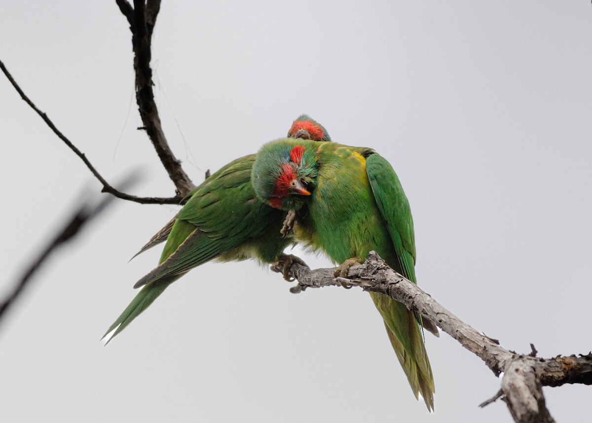 Musk Lorikeet - ML615739558