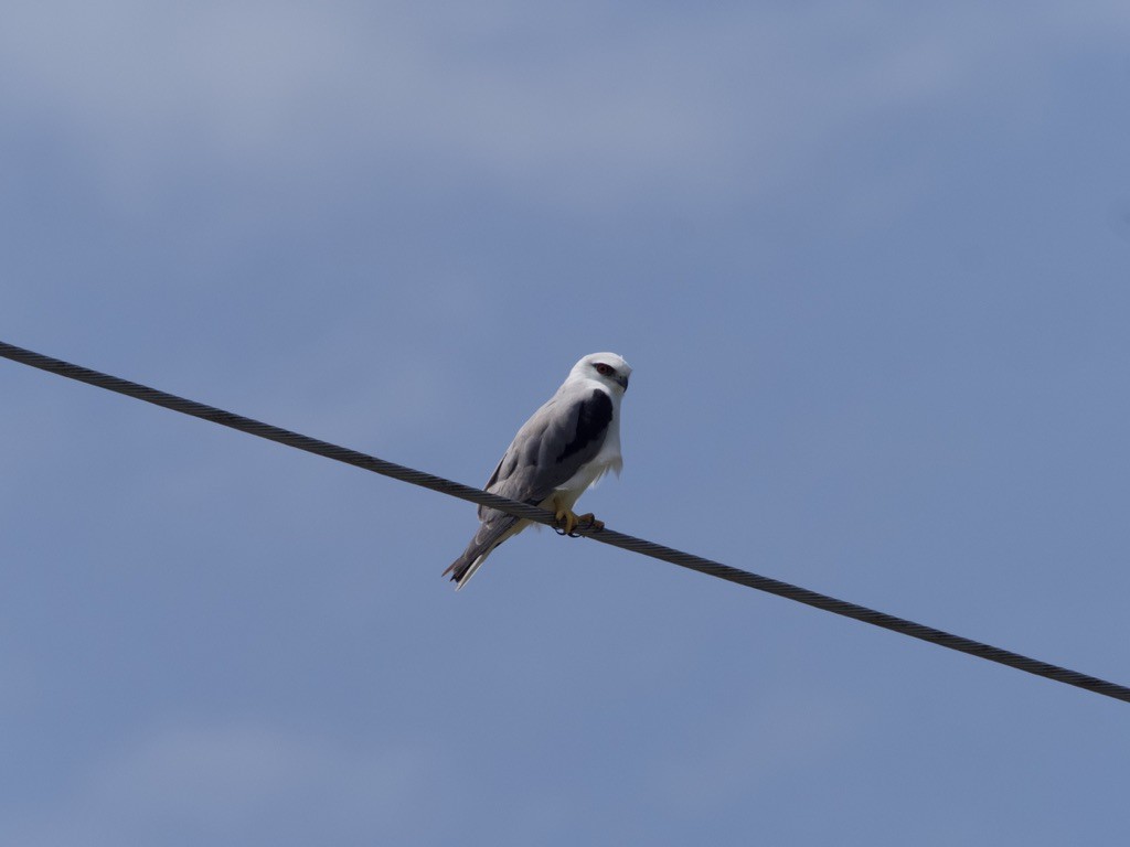 Black-shouldered Kite - ML615739589