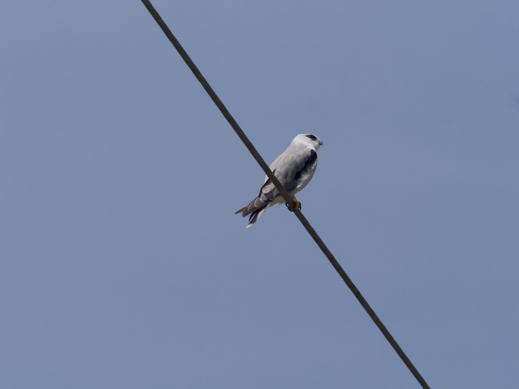 Black-shouldered Kite - ML615739590