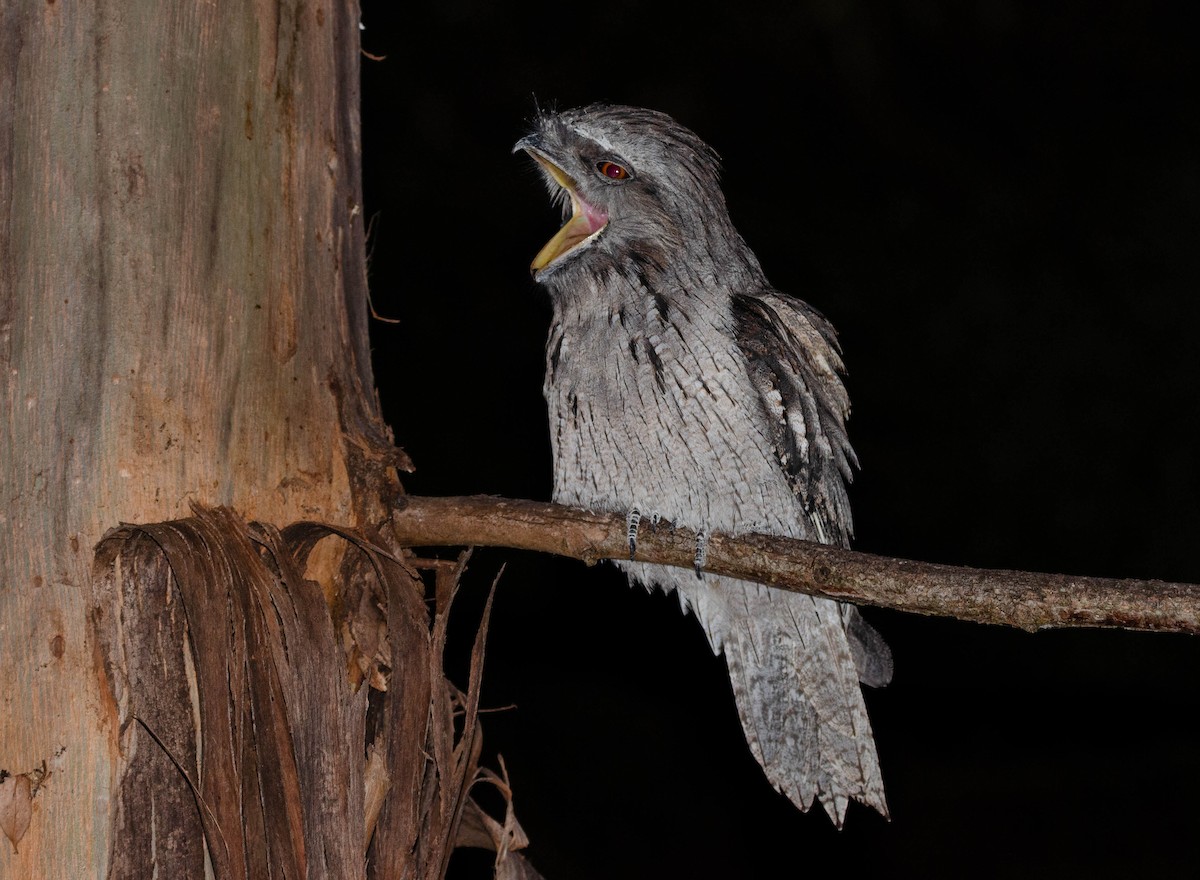 Tawny Frogmouth - Joaquin Muñoz