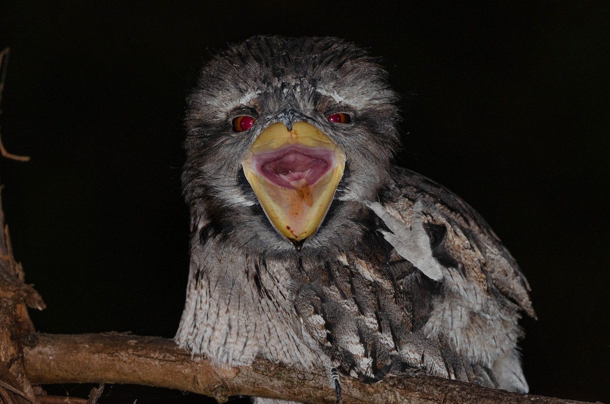 Tawny Frogmouth - Joaquin Muñoz