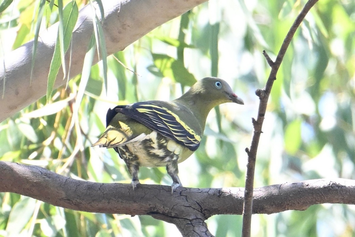 Philippine Green-Pigeon - John Dumlao