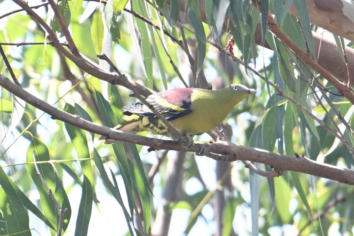 Philippine Green-Pigeon - ML615739598