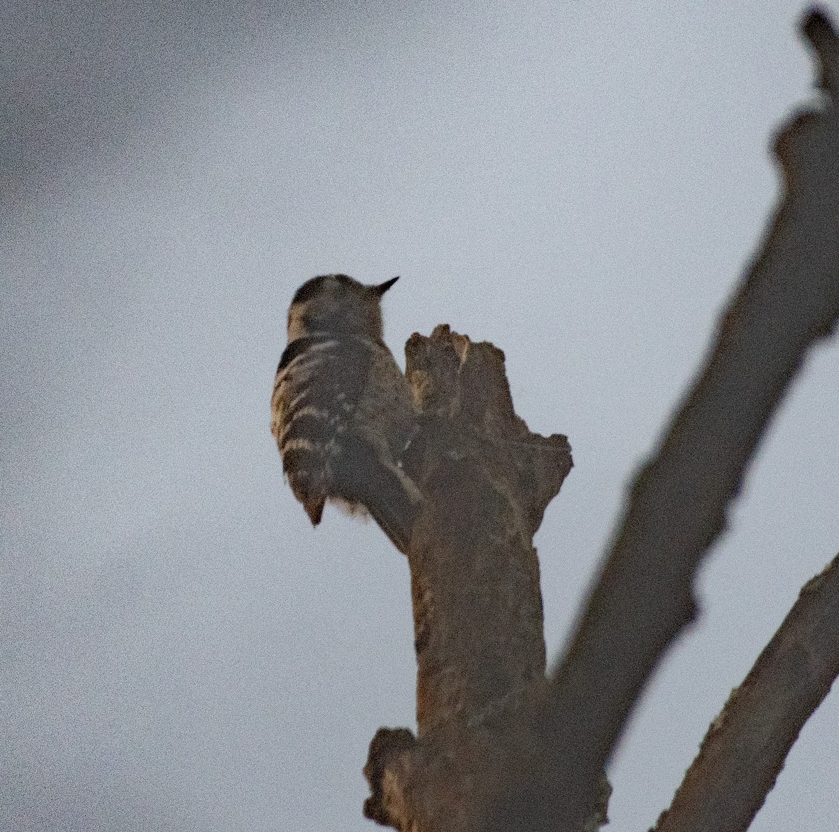 Lesser Spotted Woodpecker - ML615739609