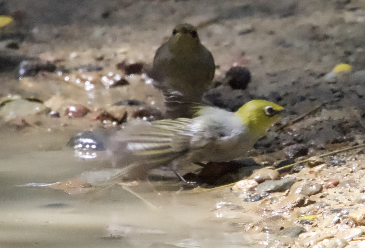 Silvereye - ML615739670