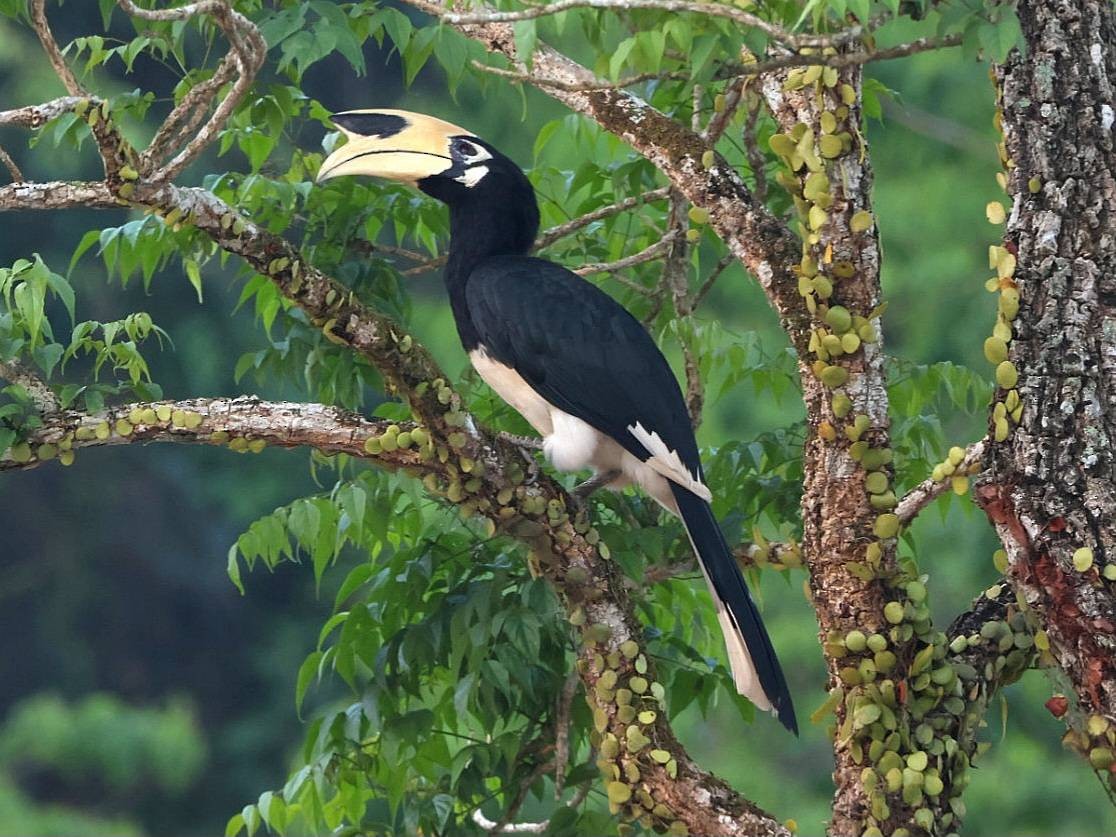 Oriental Pied-Hornbill - ML615739716