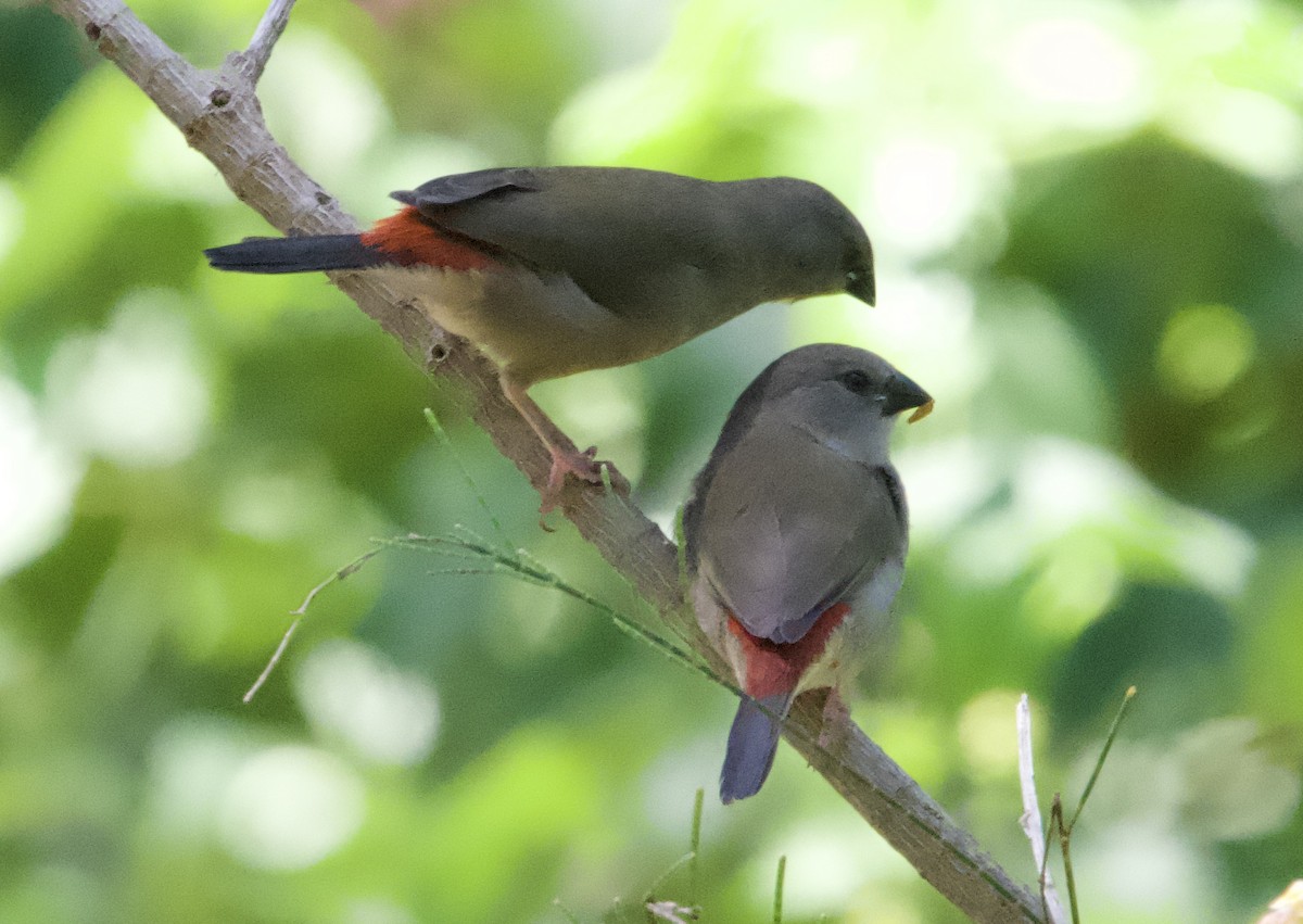Red-browed Firetail - ML615739740
