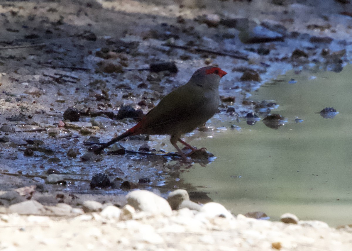 Red-browed Firetail - ML615739741