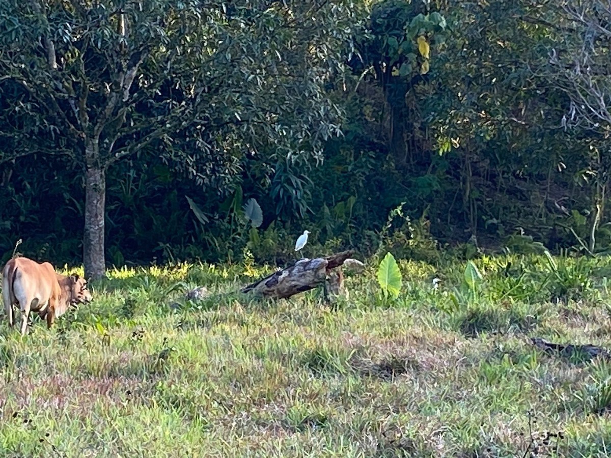 Eastern Cattle Egret - ML615739760