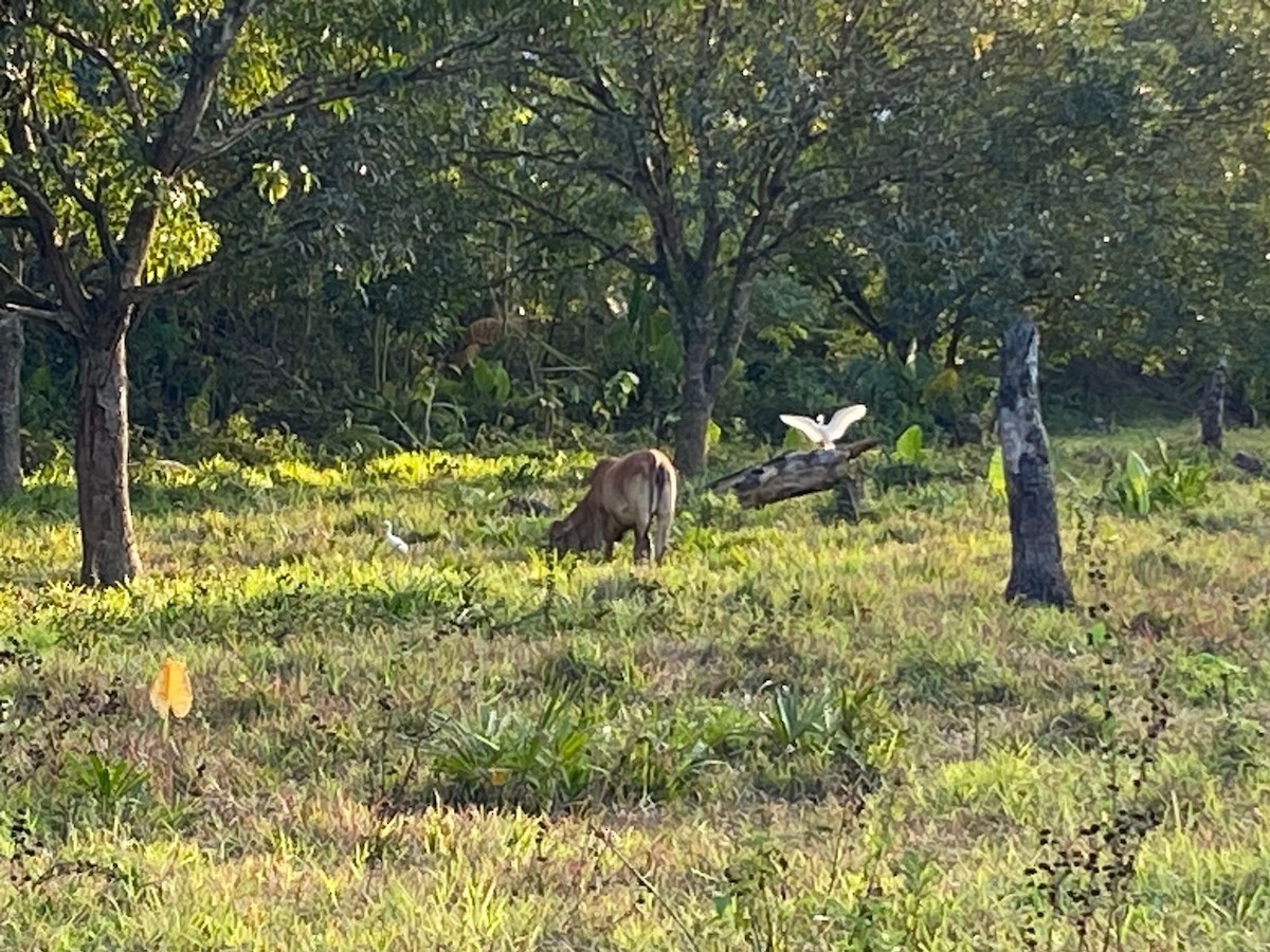 Eastern Cattle Egret - ML615739761