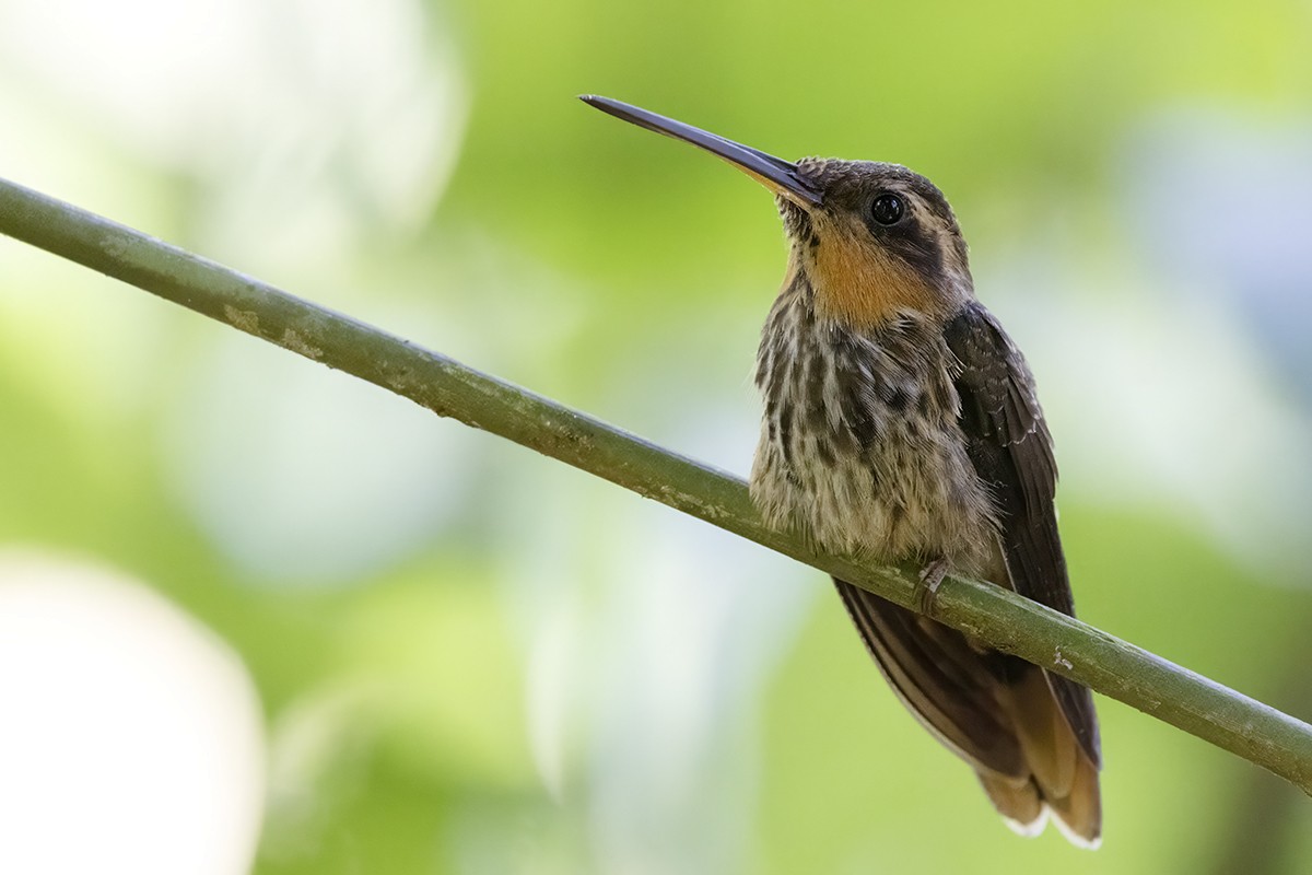 Saw-billed Hermit - ML615739764