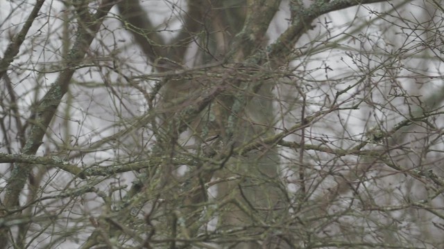 Redpoll (Common) - ML615739804