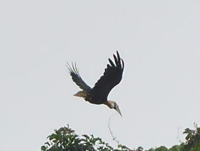 Papuahornvogel - ML615739833