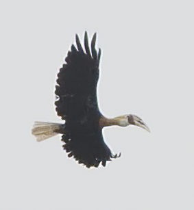 Papuahornvogel - ML615739834
