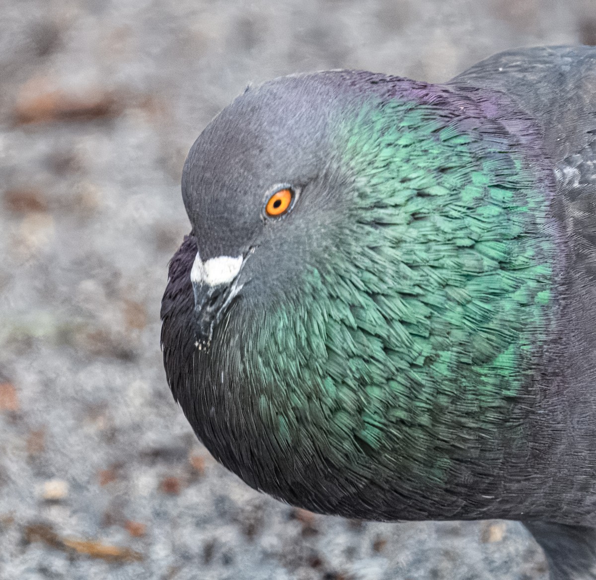 Rock Pigeon (Feral Pigeon) - ML615739841