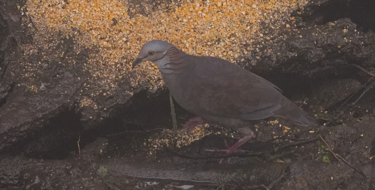 White-throated Quail-Dove - ML615739859