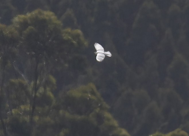 Gray Goshawk - ML615739886