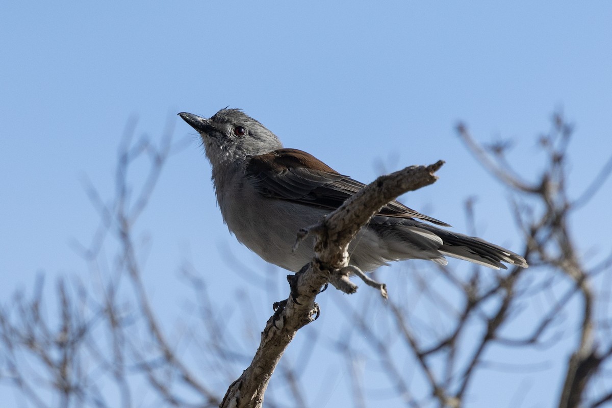 Gray Shrikethrush - Adrian Boyle