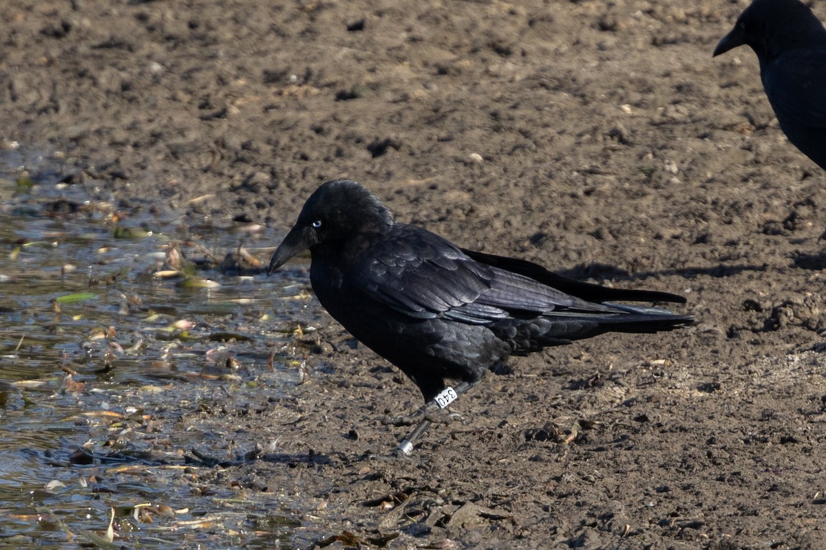 crow/raven sp. - Adrian Boyle