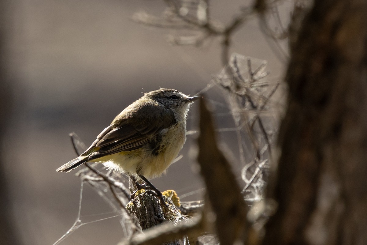 Yellow-rumped Thornbill - Adrian Boyle