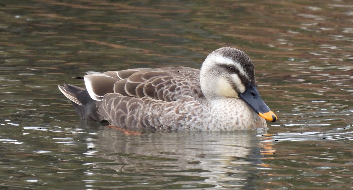 Eastern Spot-billed Duck - Scott Weaver