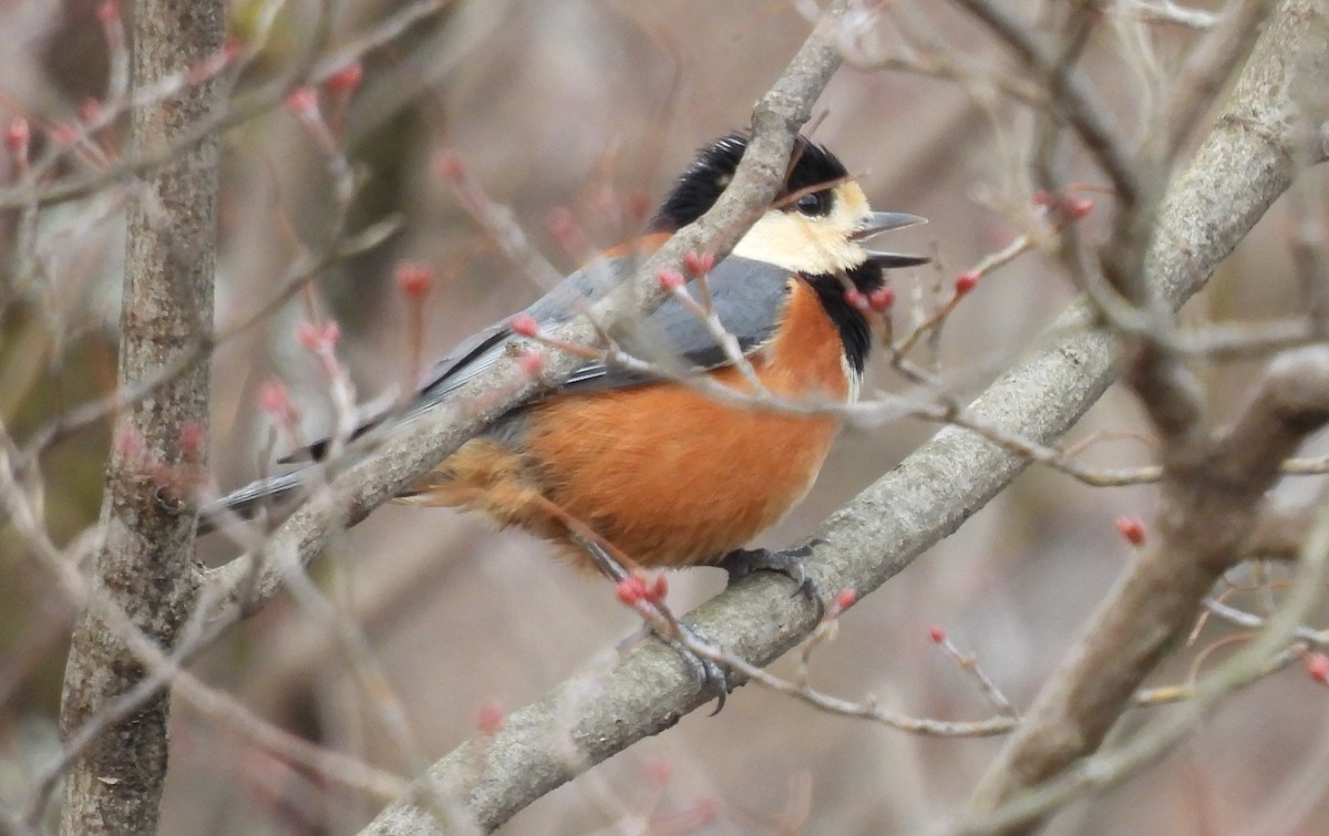 Varied Tit - ML615739960