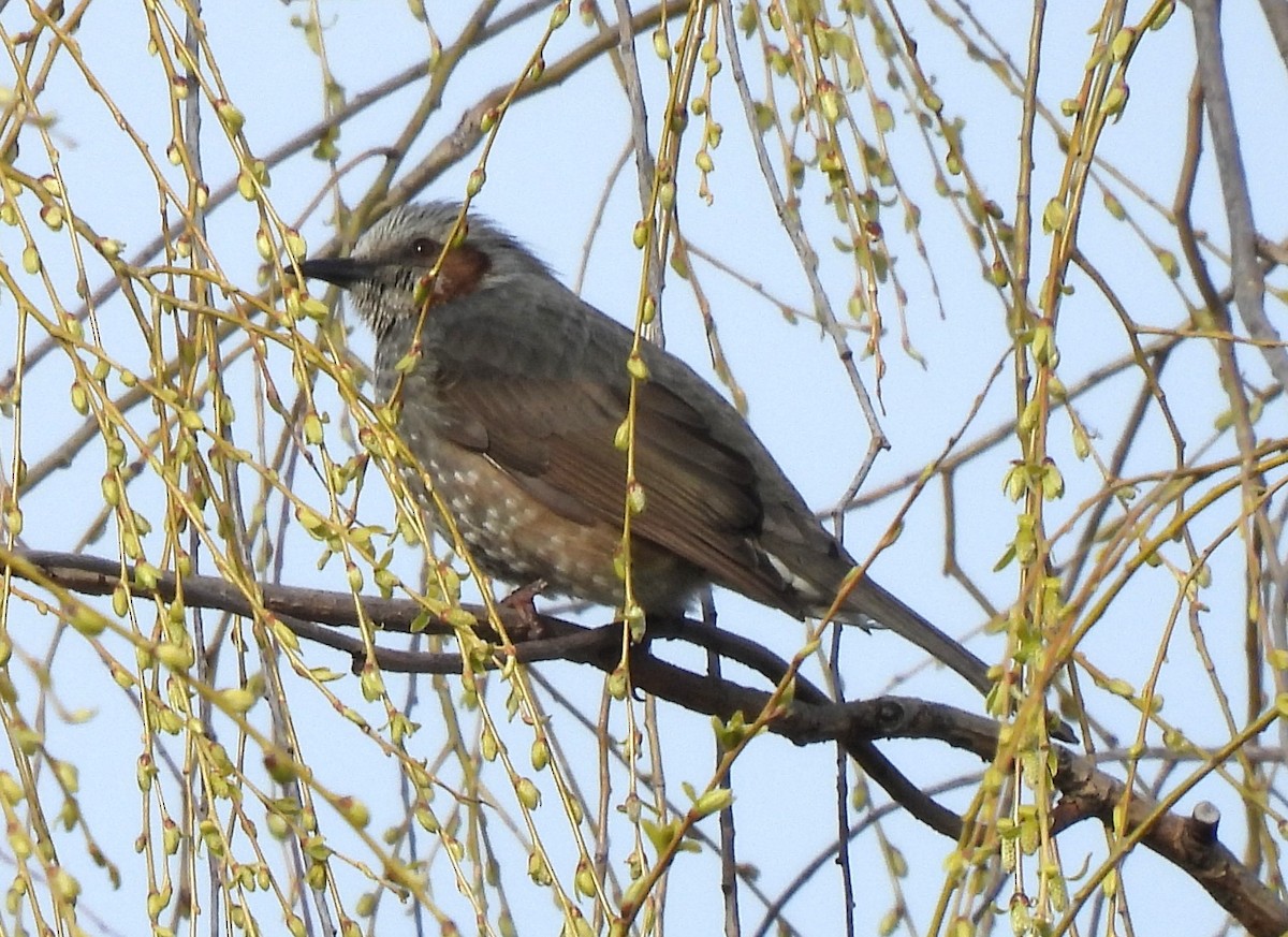 Brown-eared Bulbul - ML615739962