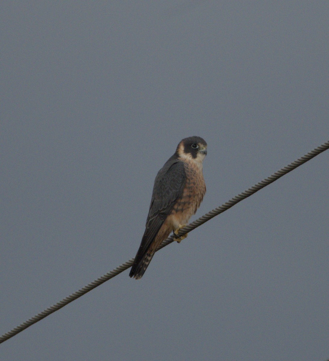 Australian Hobby - ML615740102