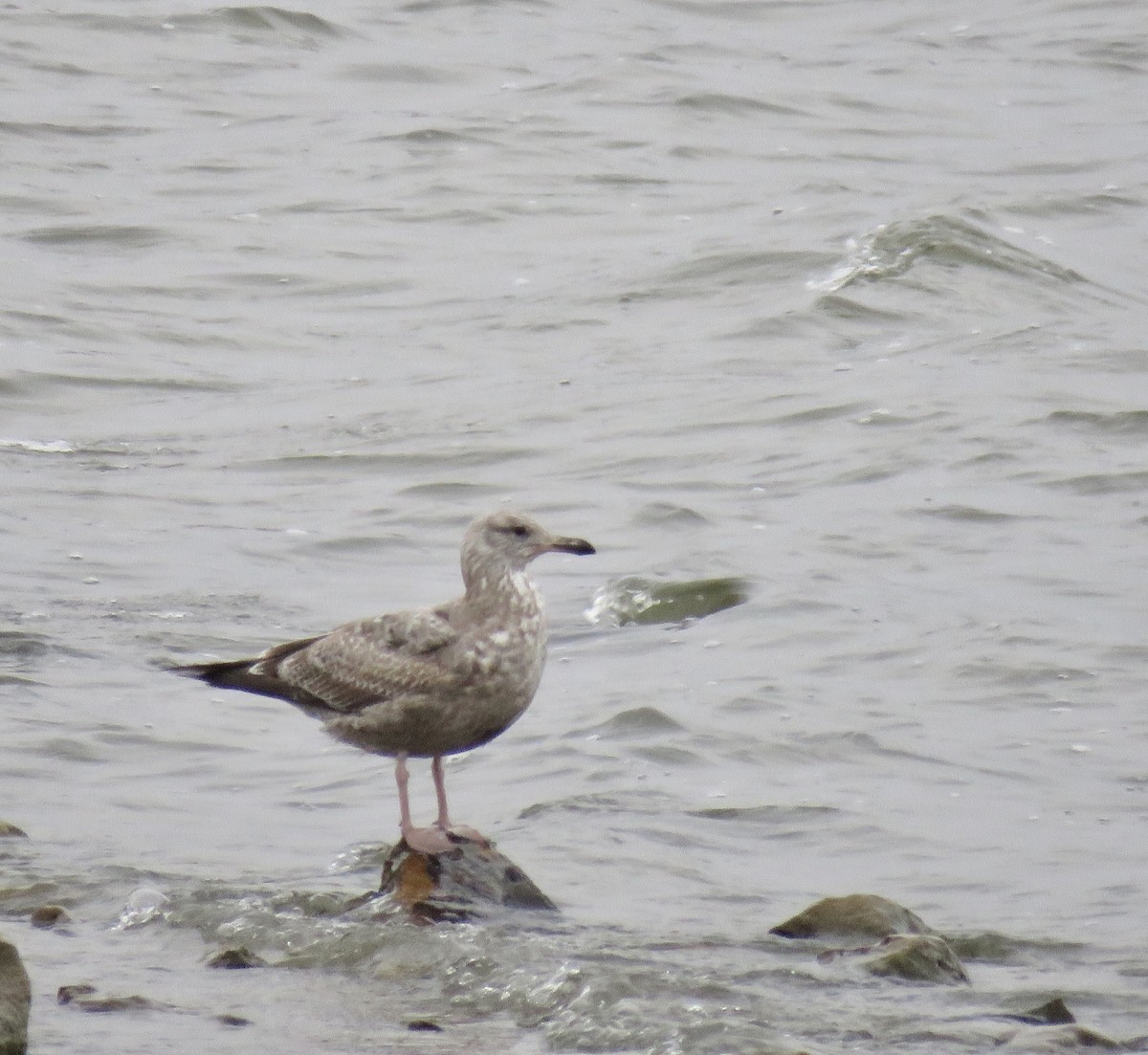 Herring Gull - ML615740104