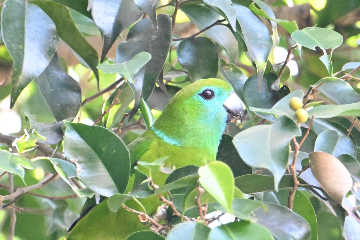 Guaiabero lunulé - ML615740106