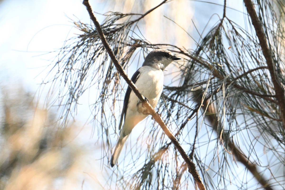 Minivet Ceniciento - ML615740139