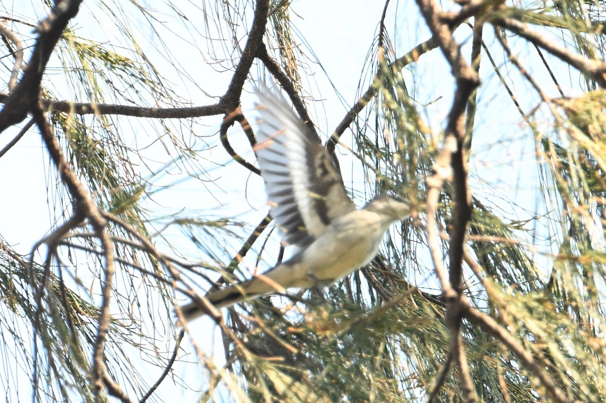 Ashy Minivet - ML615740140