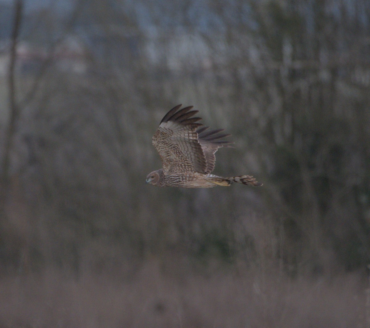 Spotted Harrier - ML615740143