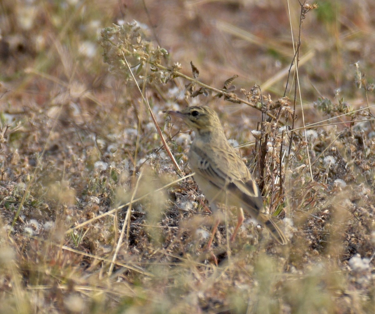 pipit sp. - ML615740160