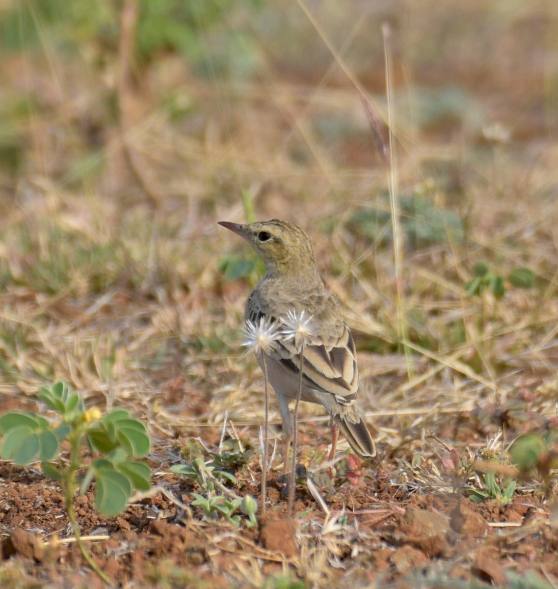 pipit sp. - ML615740161