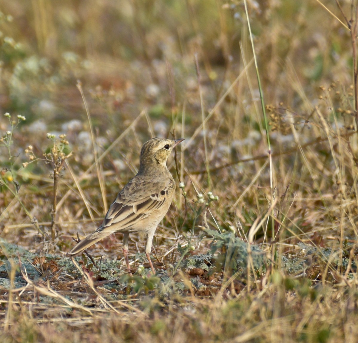 pipit sp. - ML615740162