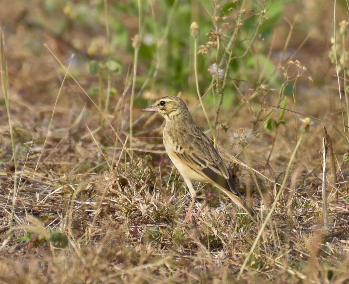 pipit sp. - ML615740163